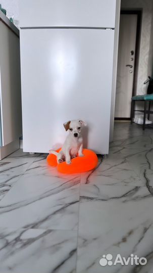 Джек рассел терьер девочка