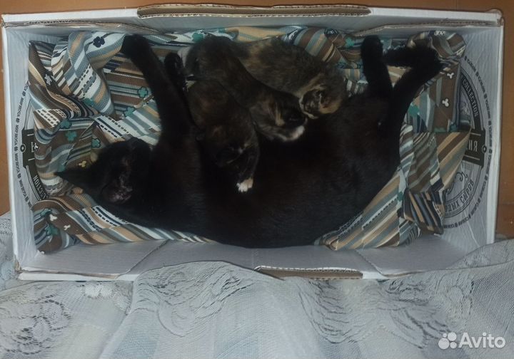 Отдам котят