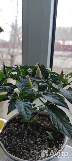 Перец комнатный острый Акапулько