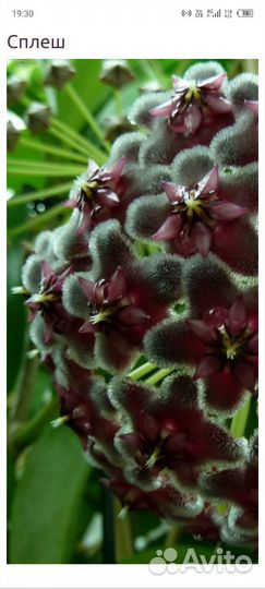 Хойя карноза Триколор