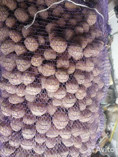 Продам картофель