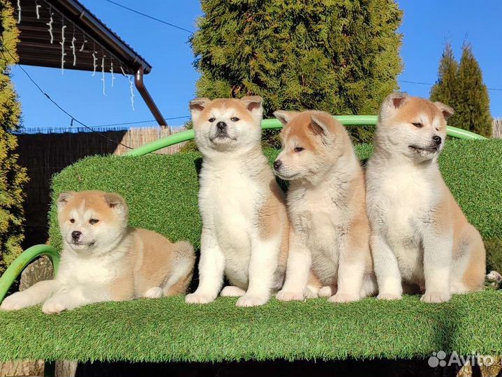 Акита ину малышня с фото