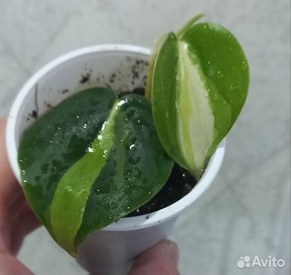 Сингониум, филодендрон, сциндапсус и др