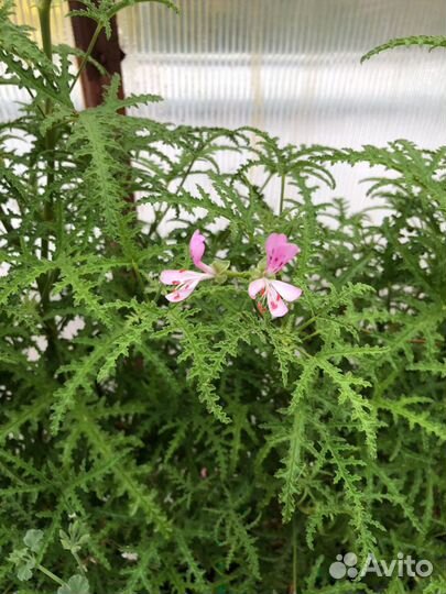 Герань душистая 12 видов