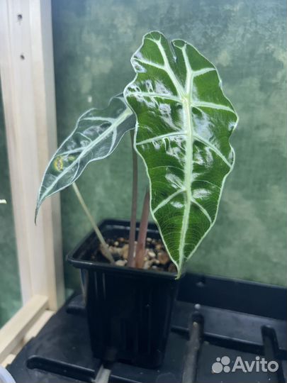 Алоказия полли