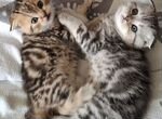 Шотландские мраморные котята