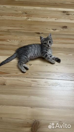 Котенок в добрые руки