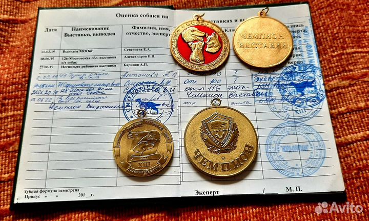 Щенки бретонского эпаньола