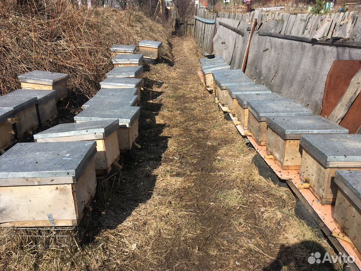 Продам пчел