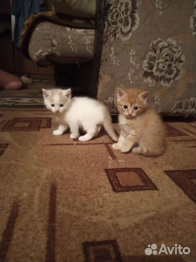 Кошка в дар бесплатно