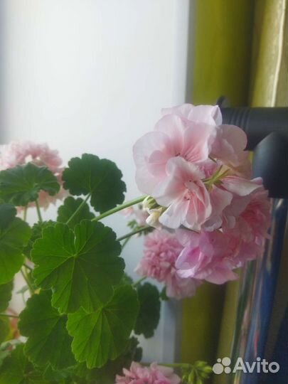 Продам цветы комнатные