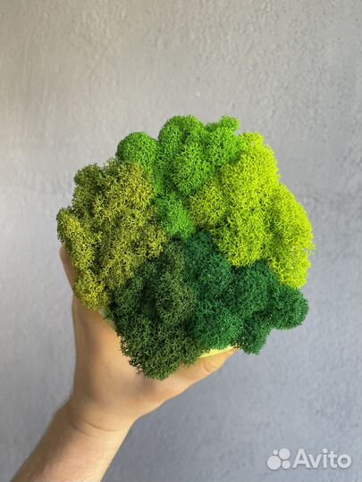 Стабилизированный мох, Оливковый