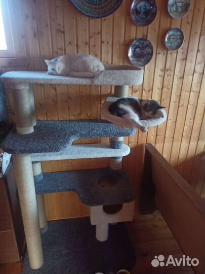Когтеточки и домики для кошек