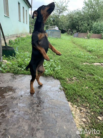 Щенок девочка ягд терьер