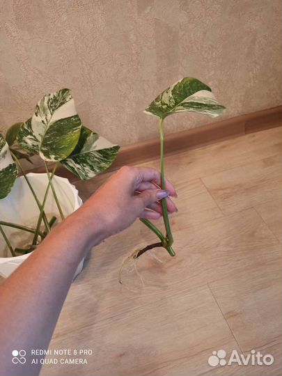 Монстера вариегатная Альба