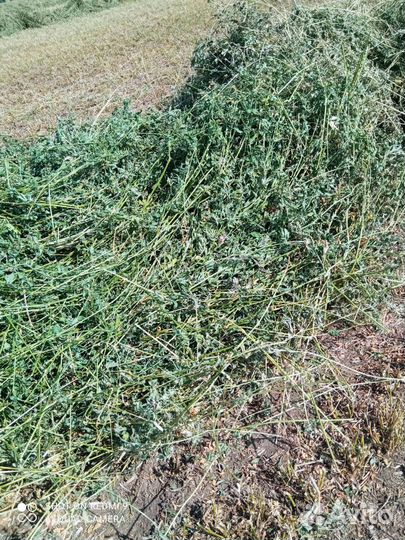 Сено люцерны в тюках