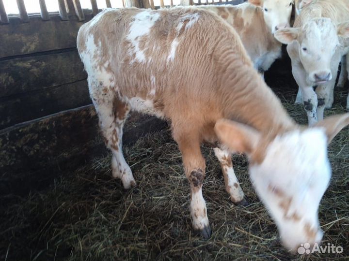 Телята бычки