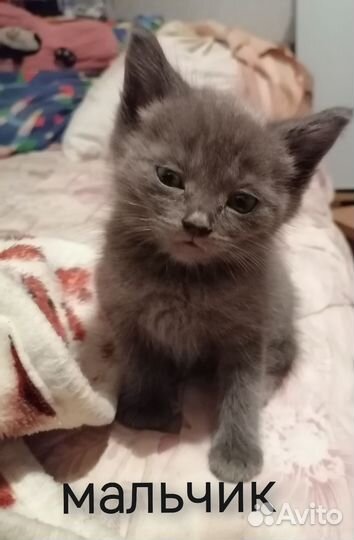 Котята в добрые руки бесплатно