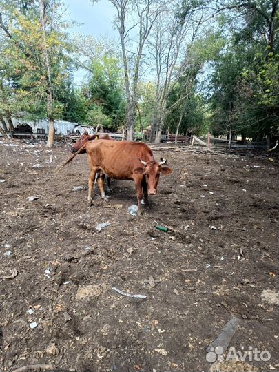 Продается дойная корова