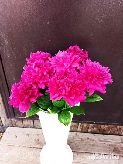 Корни пионов