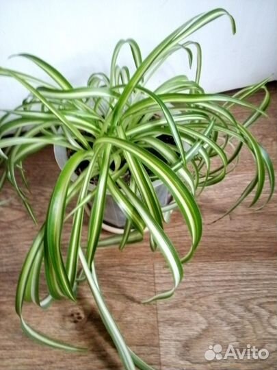 Хлорофитум