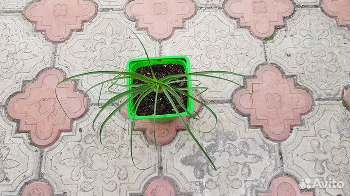 Бокарнея нолина