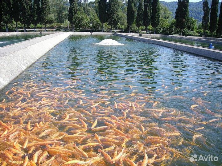 Красная Поляна Топ-Экскурсия Невероятные окрестнос