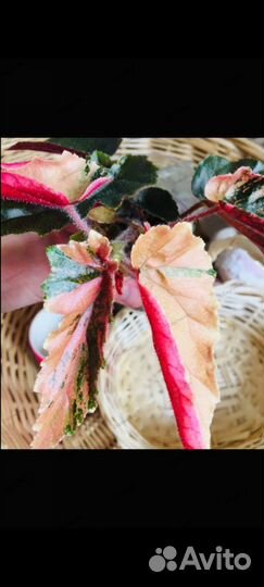 Бегония ginny galaxy