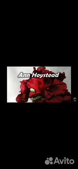 Пеларгония герань