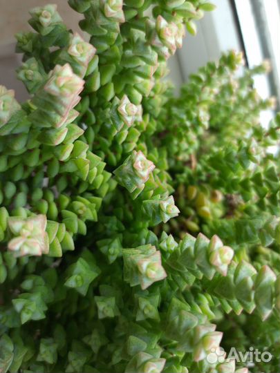 Суккуленты