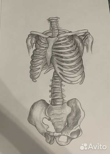 Академические рисунки на заказ