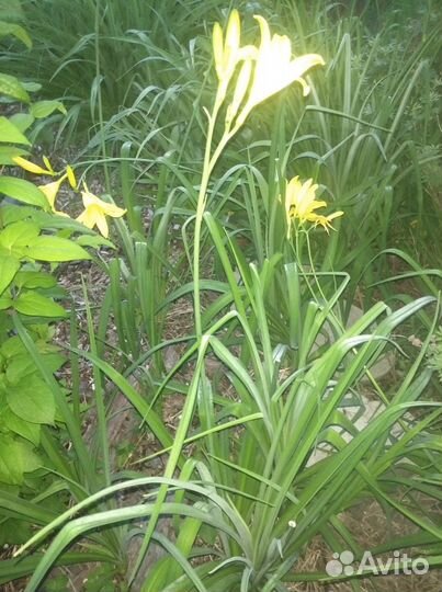 Лилейник желтый, сортовой