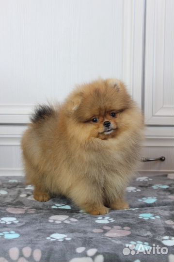 Померанский шпиц