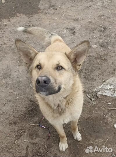 Молодой кобель Рыжик