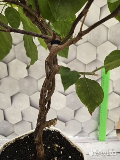 Бугенвиллия взрослая