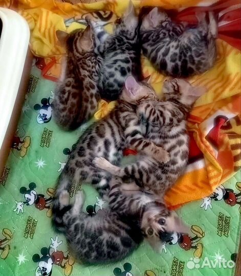 Бенгальская