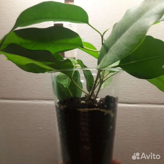 Фикус Реджинальд