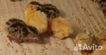 Перепела суточные