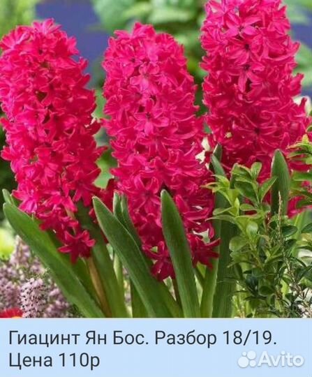 Луковицы Гиацинтов, несколько сортов