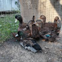Руанские утки, Сочи