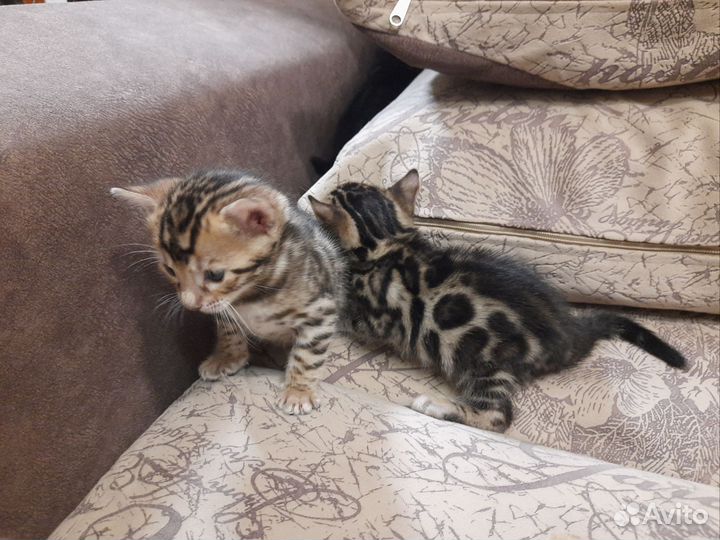 Бенгальские котята