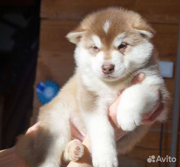 Аляскинский маламут щенки