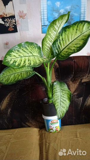 Диффенбахия три вида