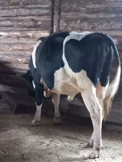 Продаются быки