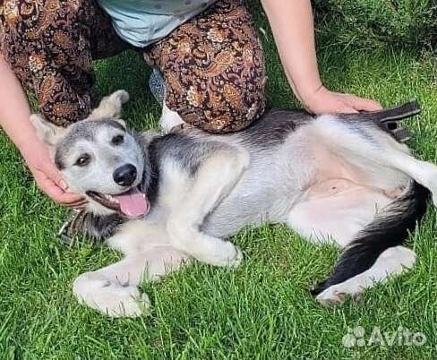 Собака подросток в дар