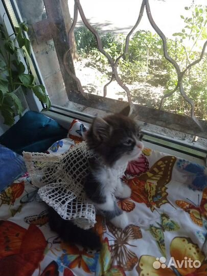 Пушистую красавицу отдам в хорошие руки