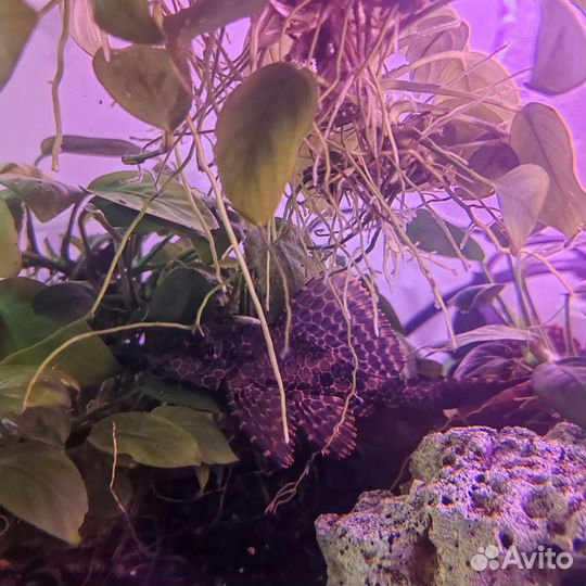 Аквариумные рыбки