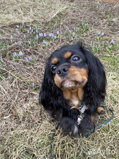 Кавалер кинг чарльз спаниель девочка