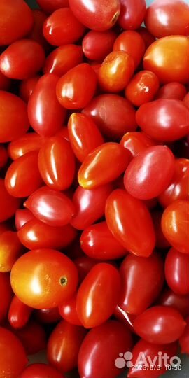 Продам помидоры