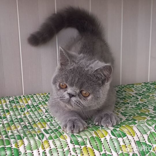 Экзотические принцы и принцессы